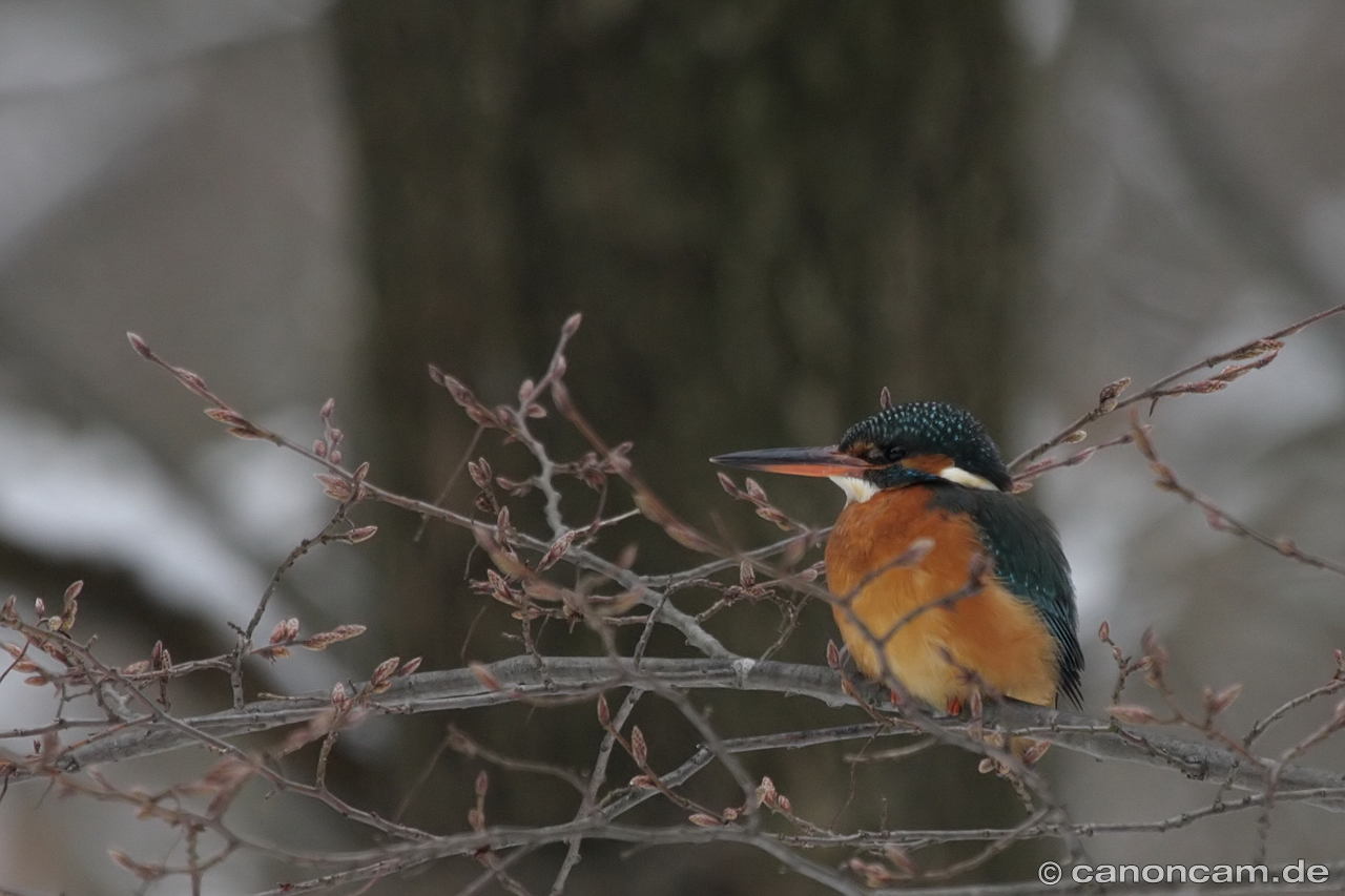 Eisvogel