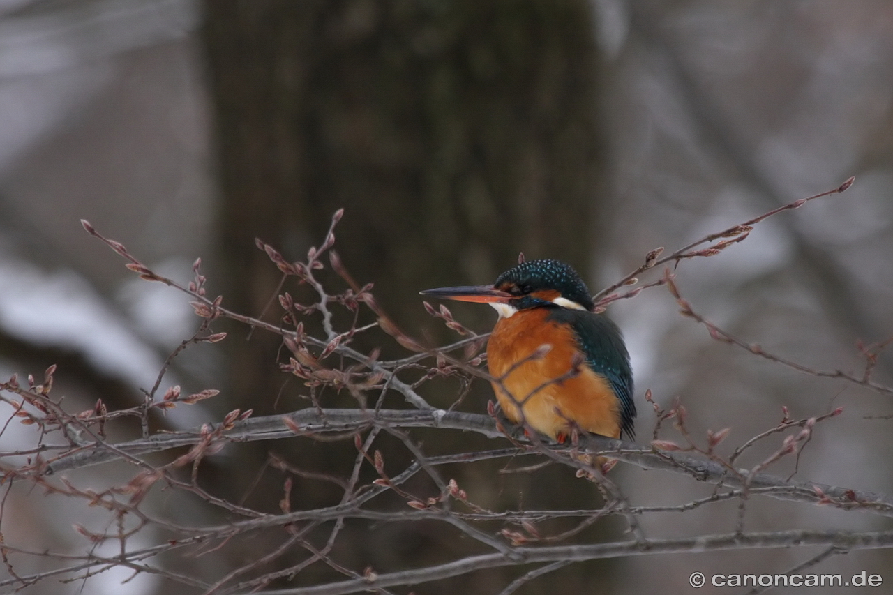 Eisvogel