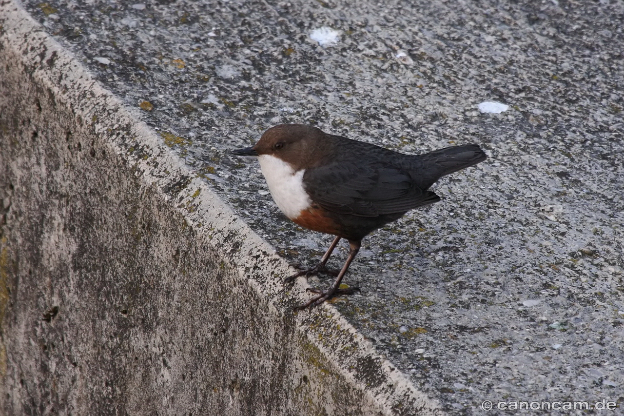 Eurasische Wasseramsel