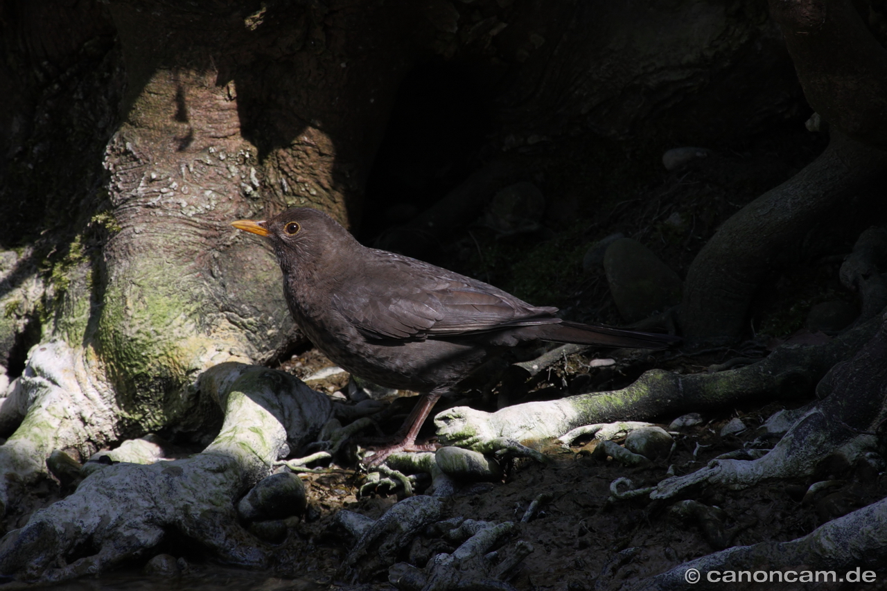 Amsel trinkt