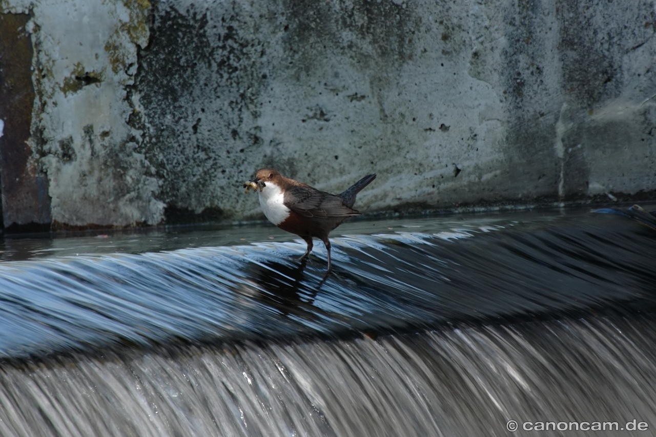 Wasseramsel am Wehr