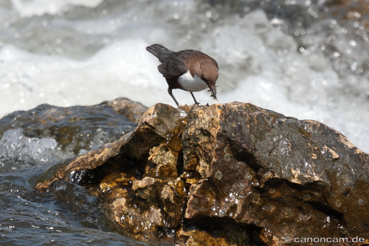 Wasseramsel mit reicher Beute