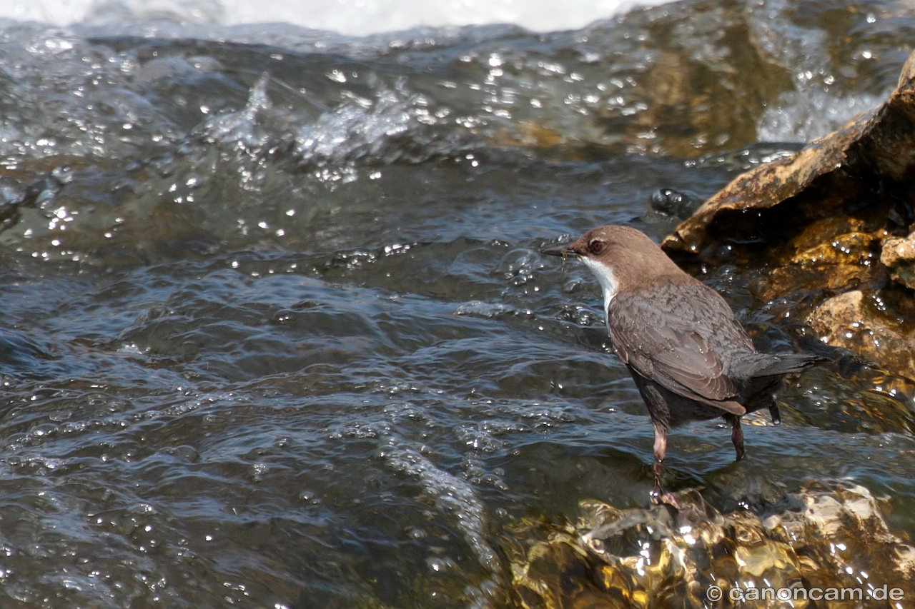 Wasseramsel auf der Pirsch