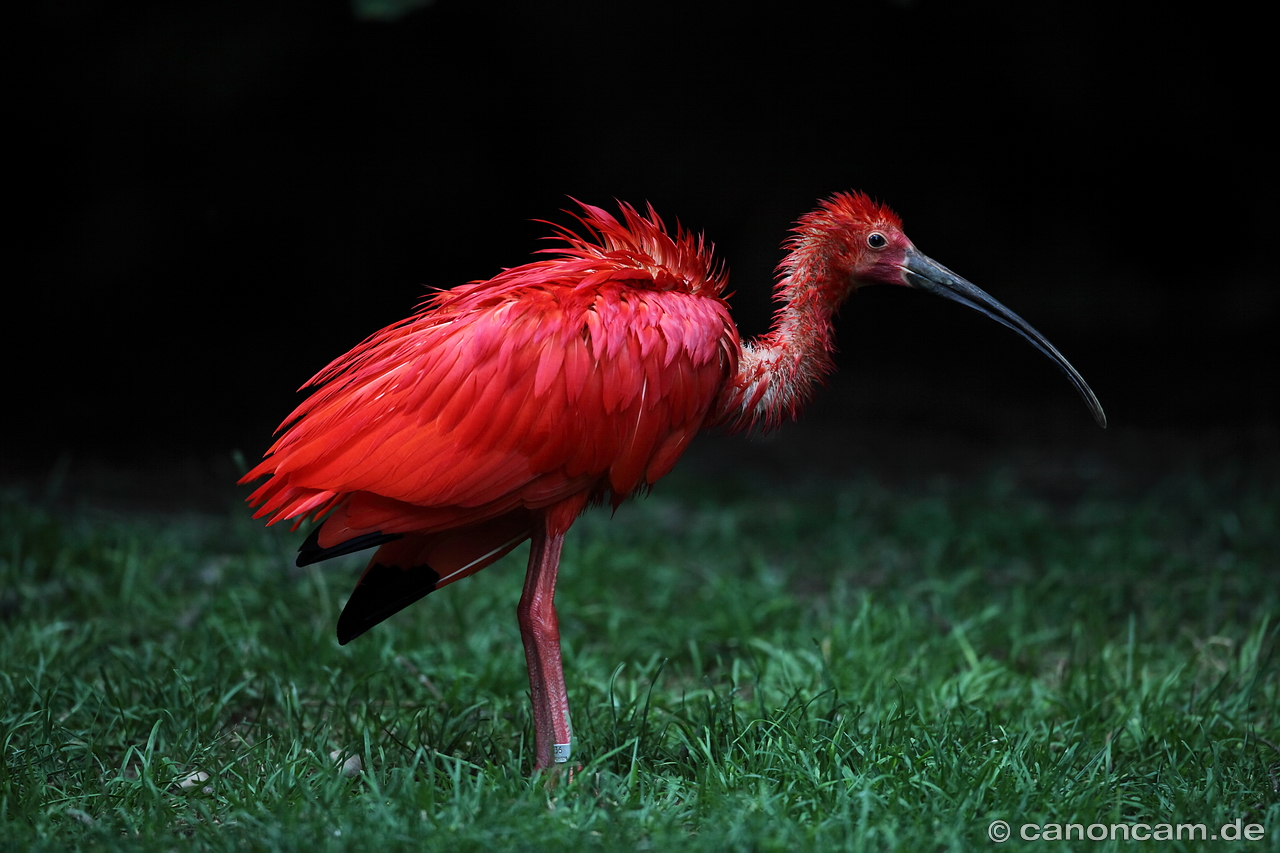 Roter Ibis beim trocknen