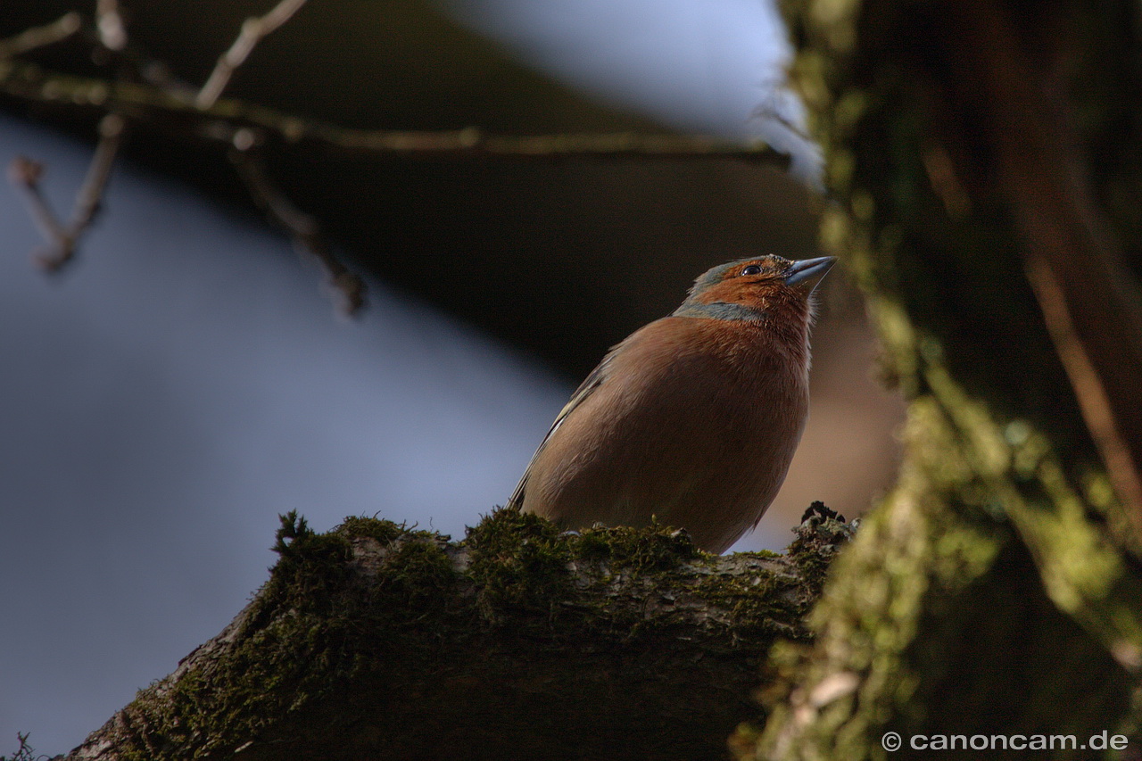 Buchfink im Baum