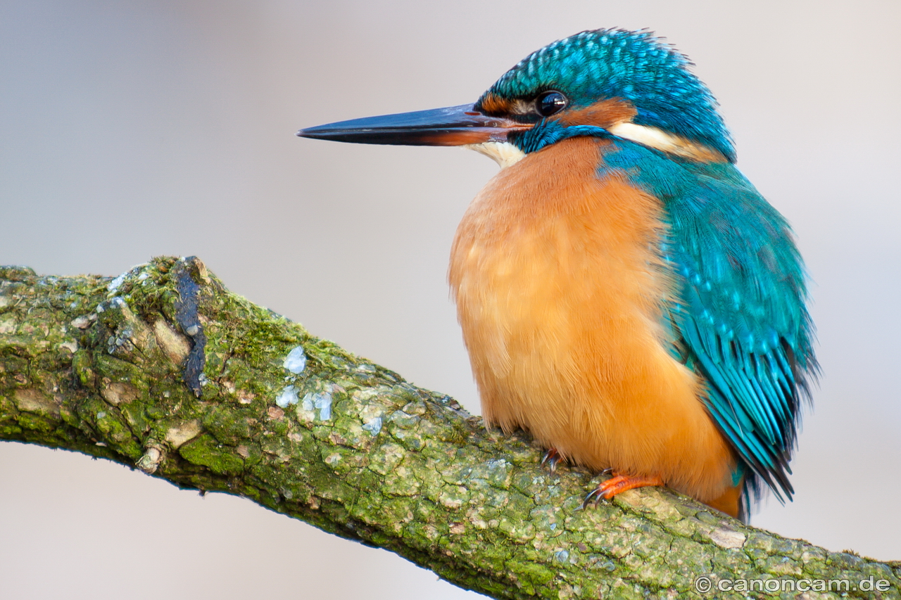 Eisvogel-Weibchen