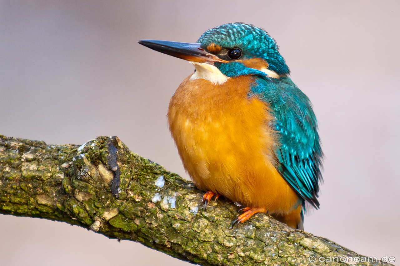 Eisvogel im Schlosspark