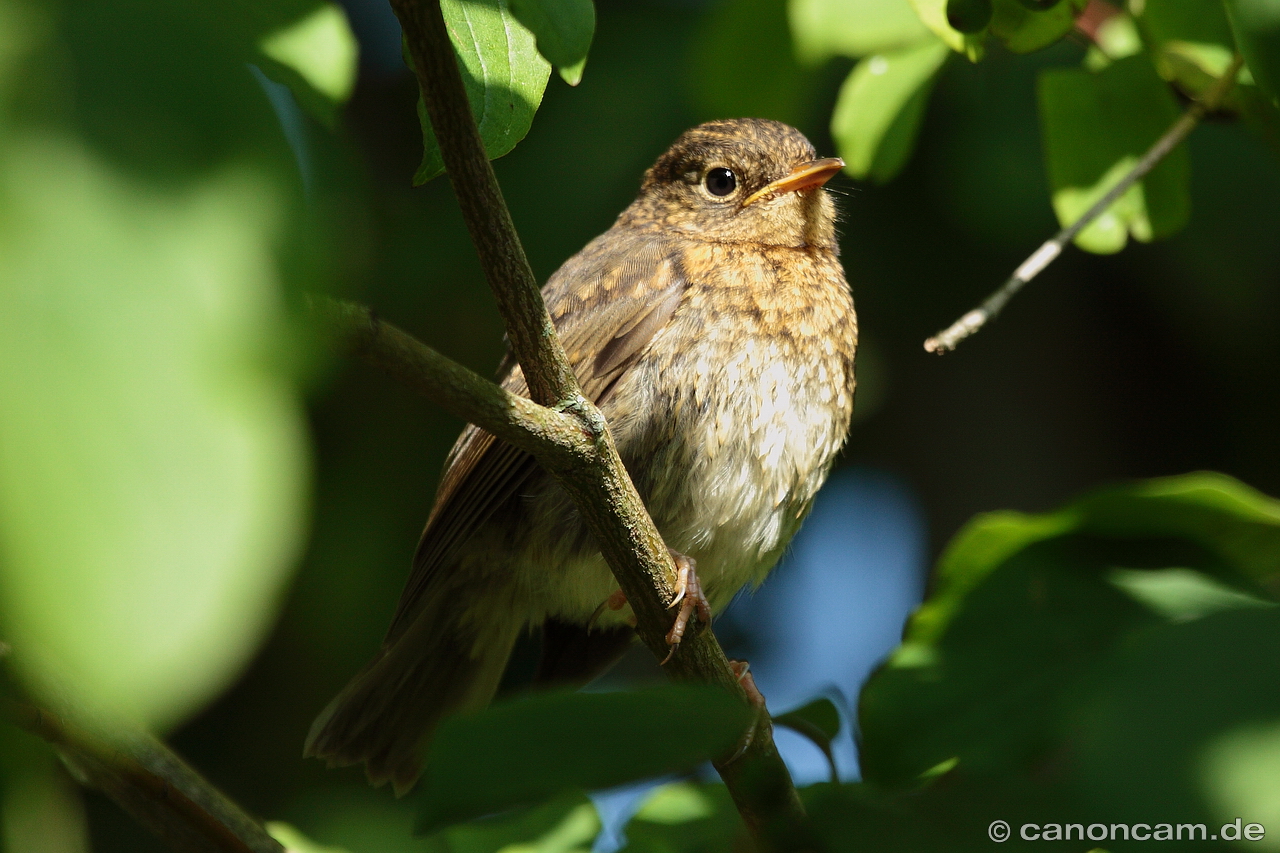 Rotkehlchen-Junges in Holunder-Baum