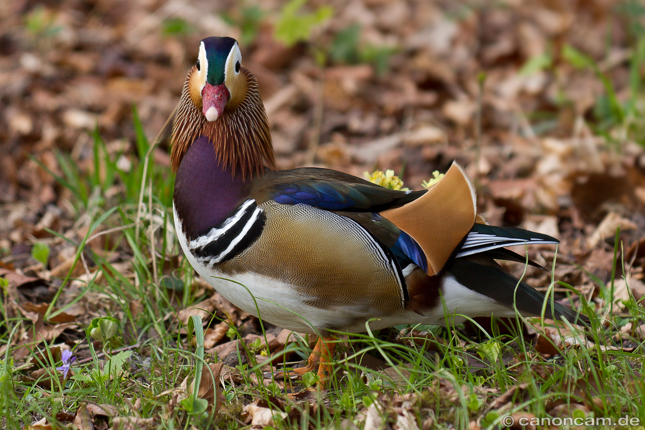 Mnnliche Mandarinente frontal