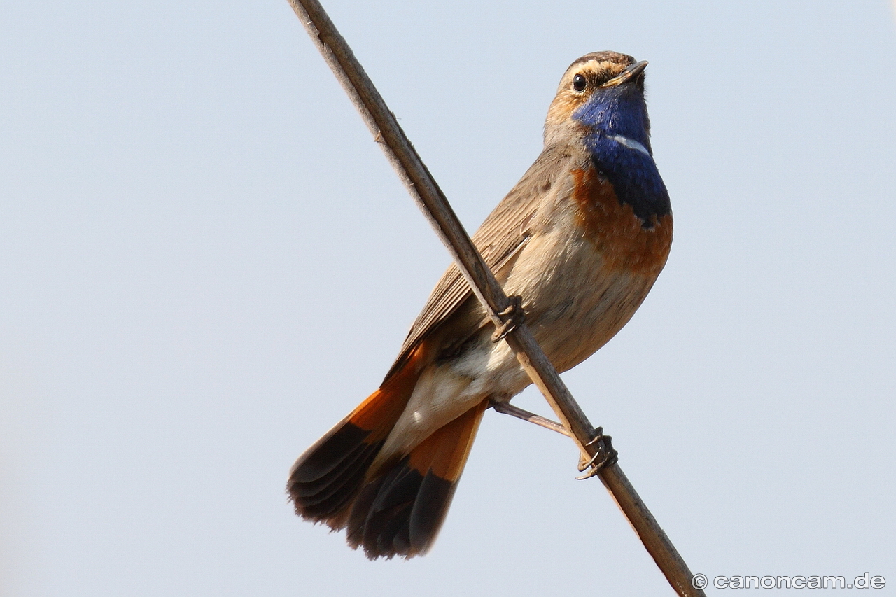 Blaukehlchen posiert stolz