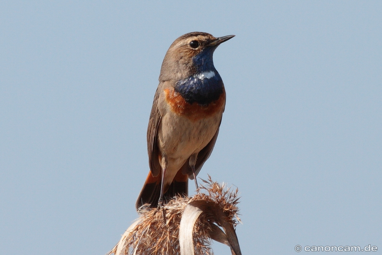 Blaukehlchen auf Gesangs-Warte