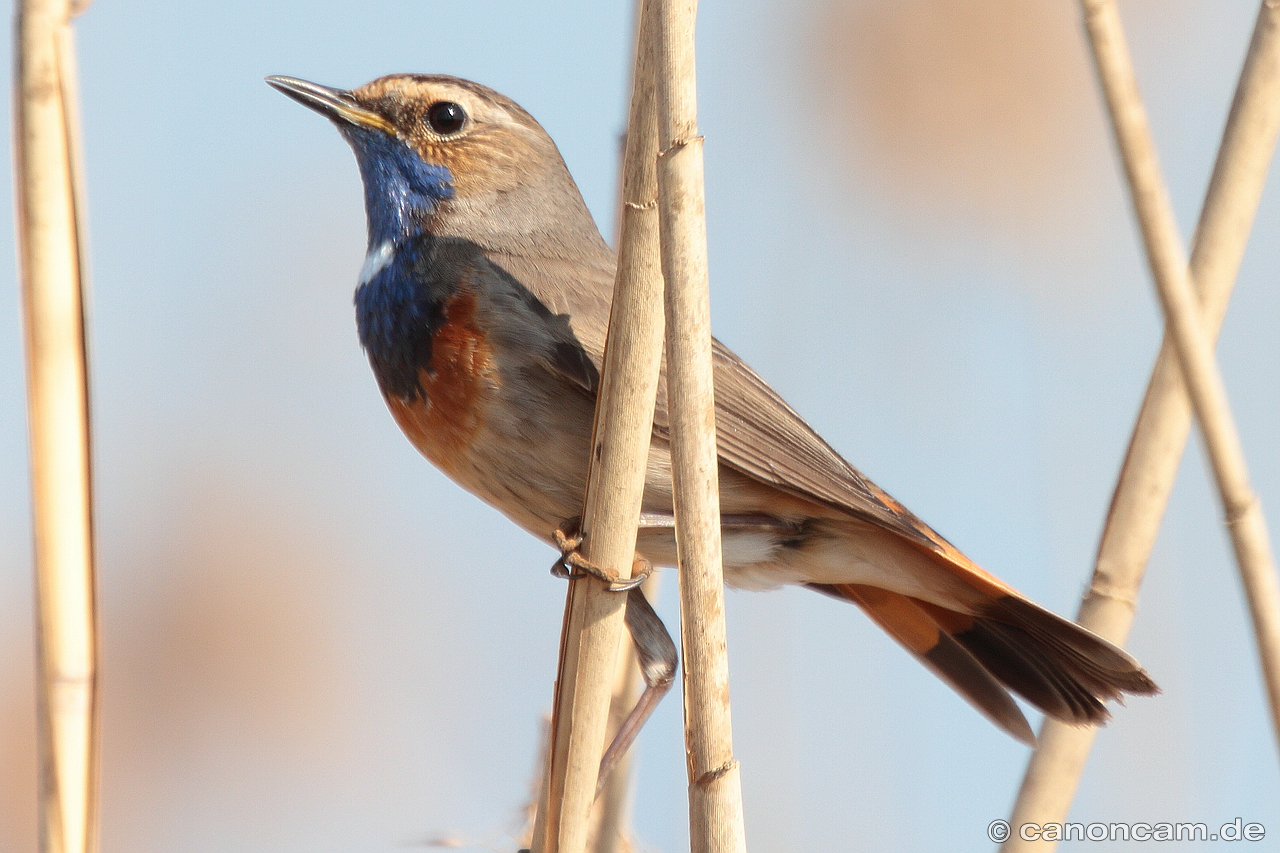 Aufmerksames Blaukehlchen-Mnnchen