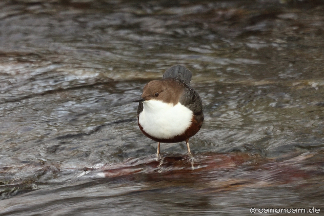 Wasseramsel im Fluss