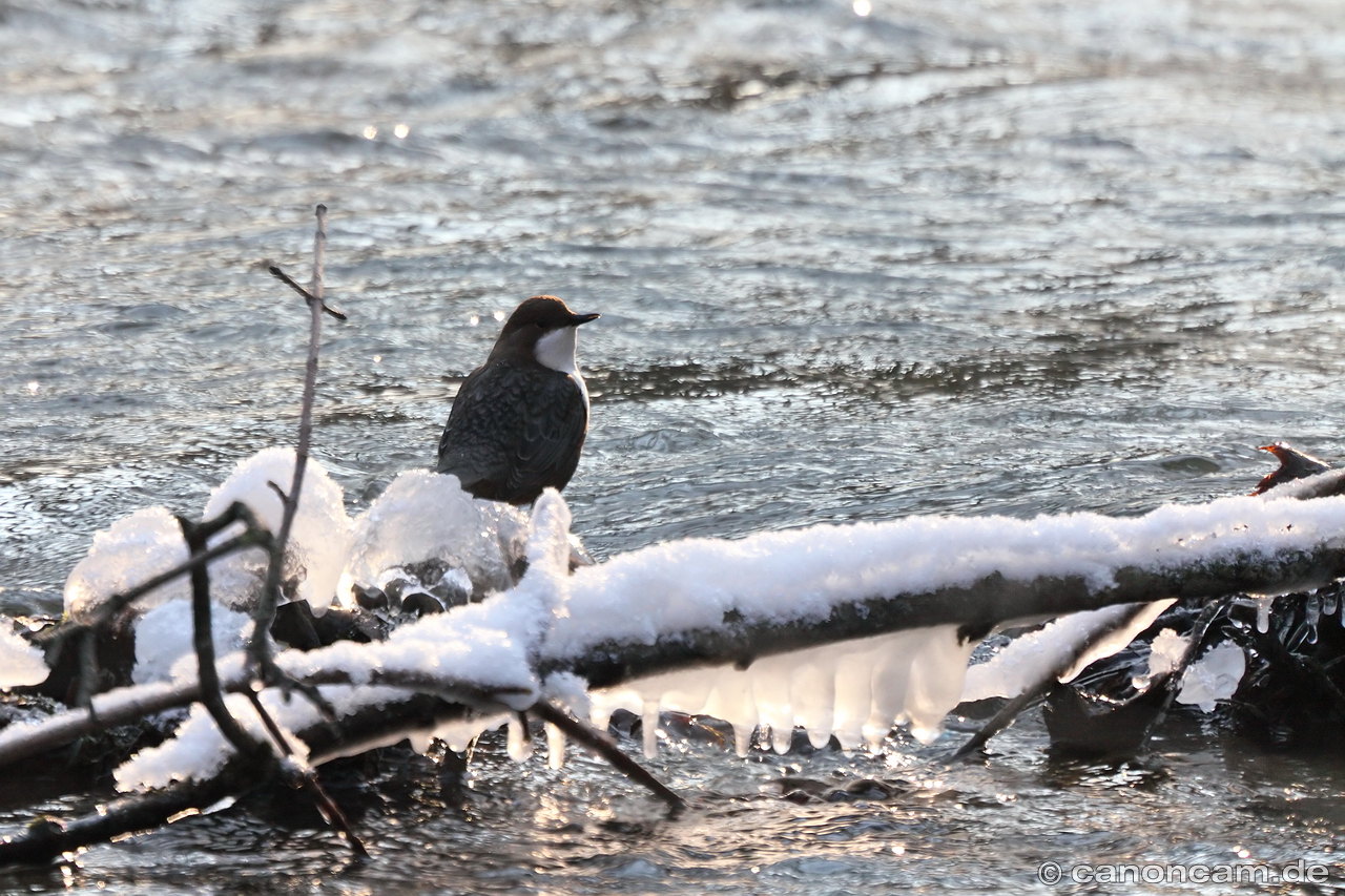 Wasseramsel am winterlichen Fluss