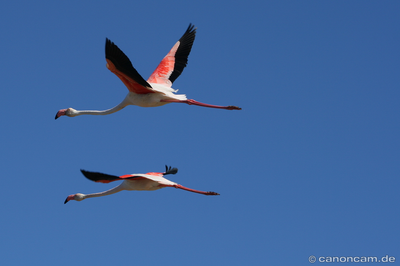 Rosaflamingo im Flug