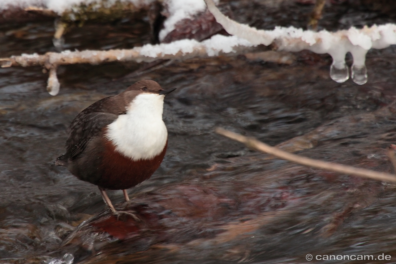 Wasseramsel schaut nach oben