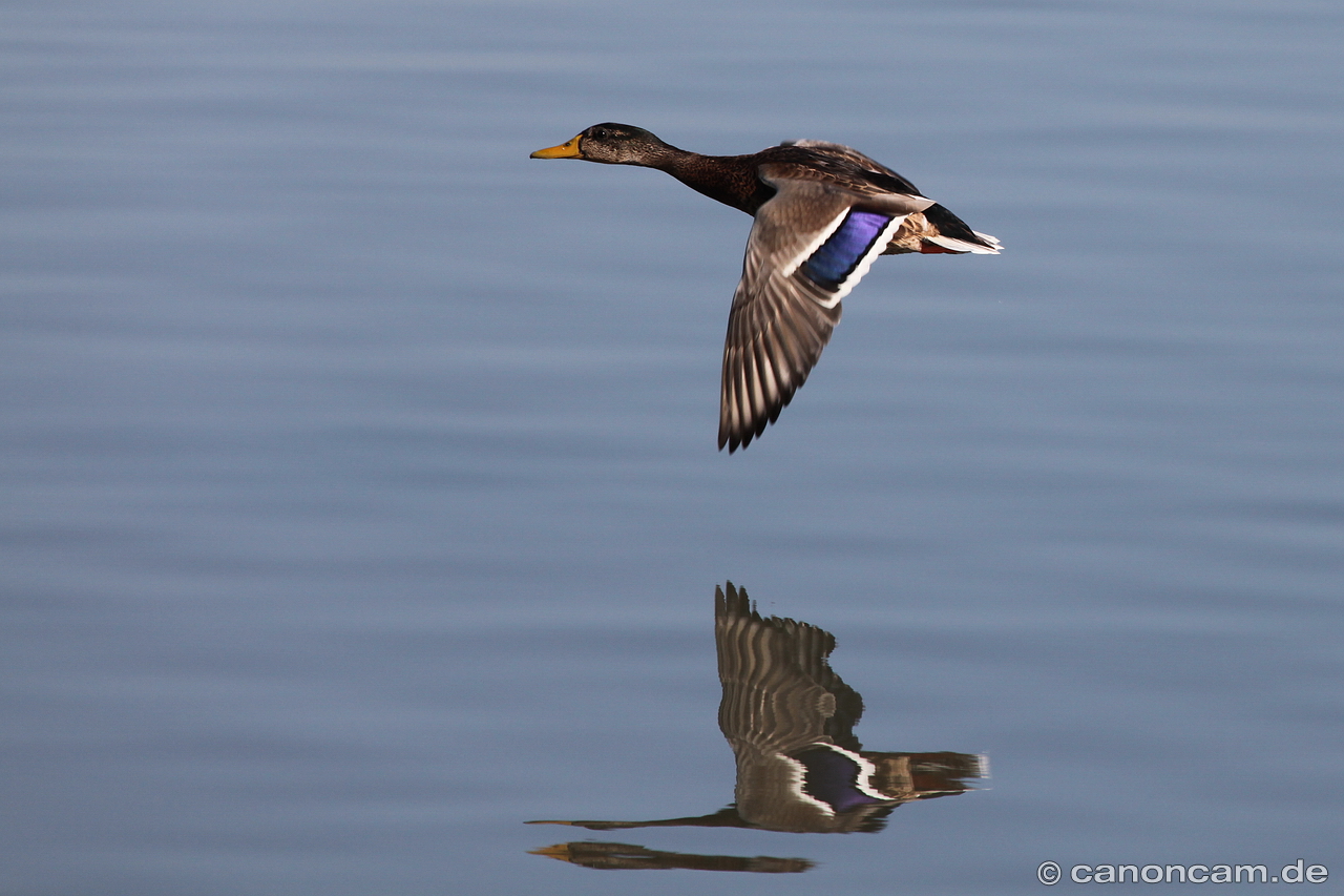 Stockente im Flug