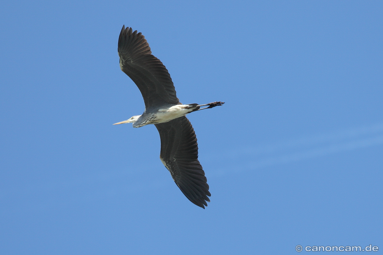 Graureiher im Flug