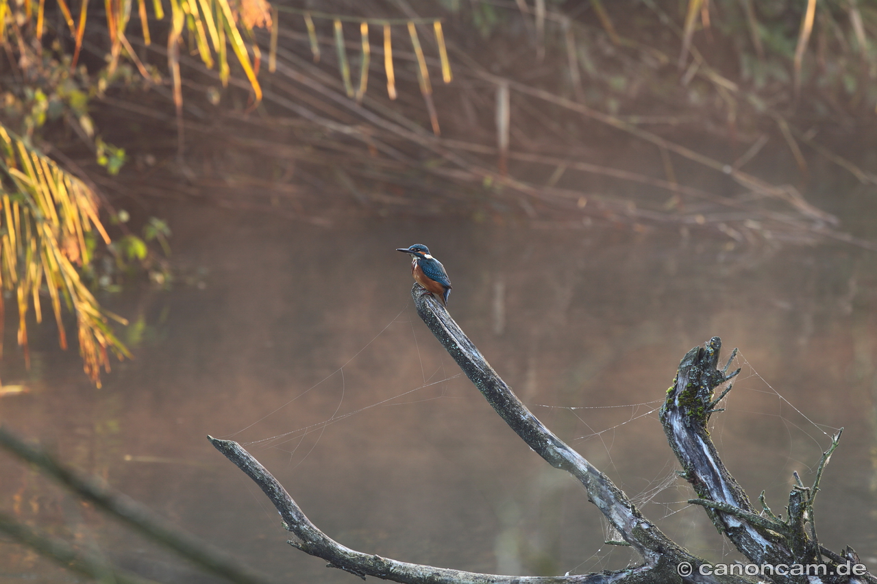 Junger Eisvogel im Morgennebel