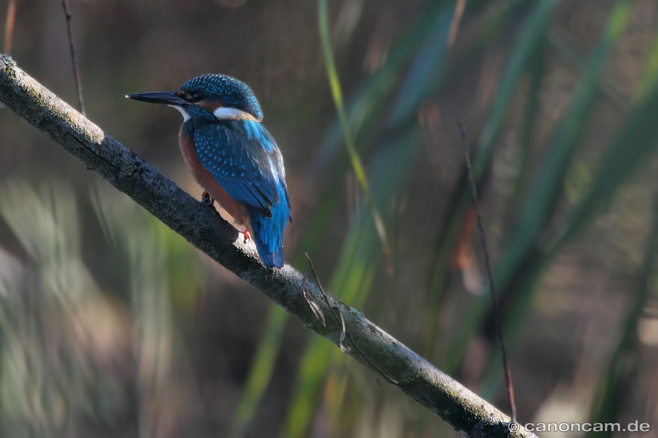 Erwachsener Eisvogel