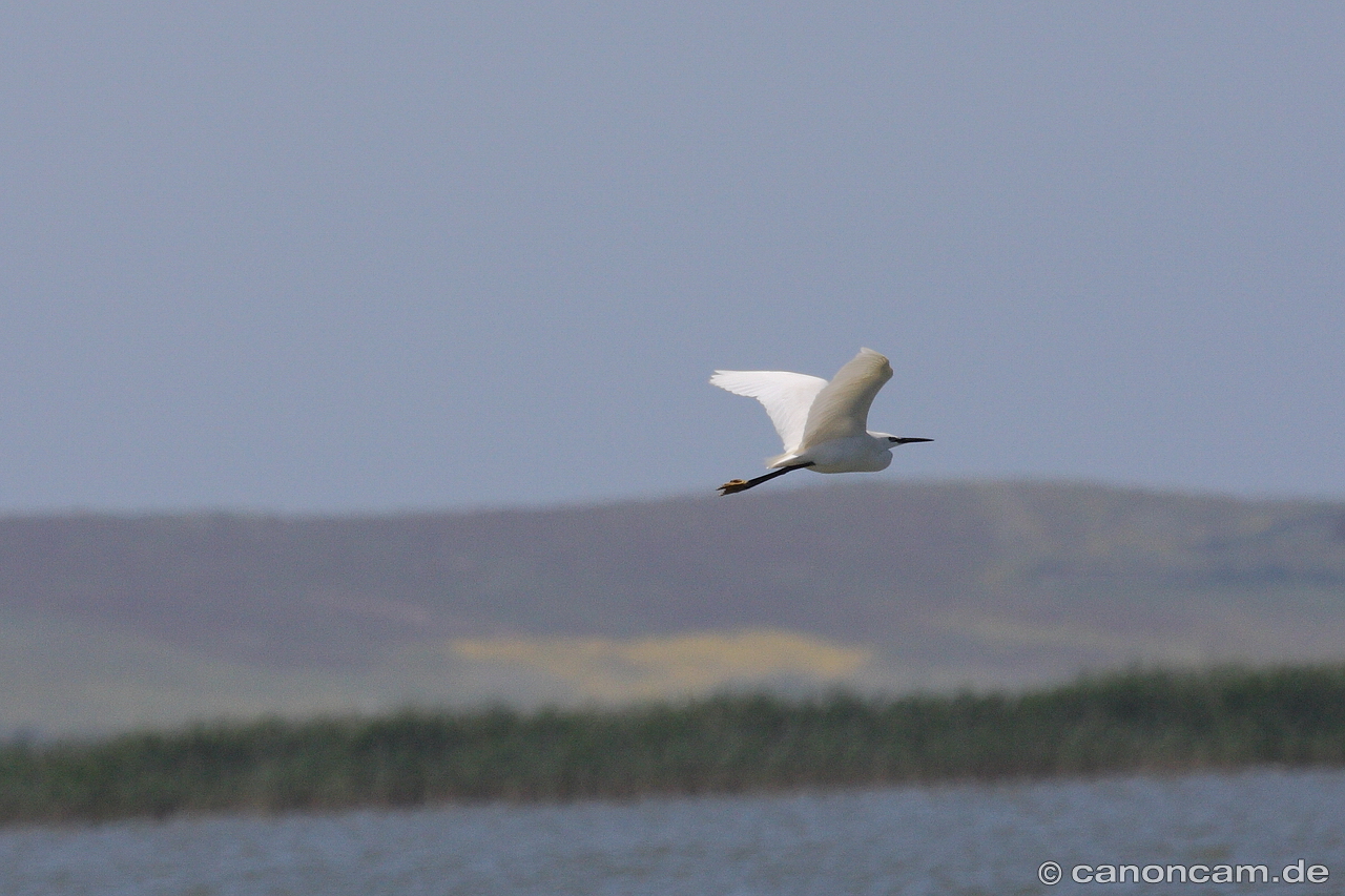 Seidenreiher im Flug