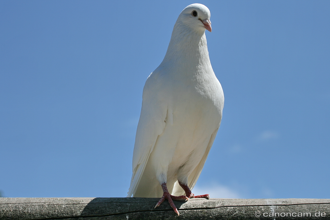 Weiße Tauben Bedeutung