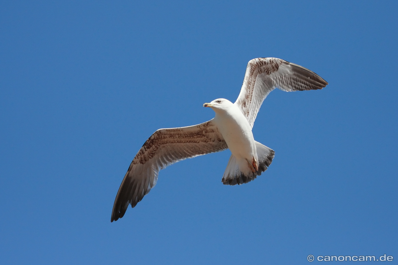 Mittelmeermwe fliegt