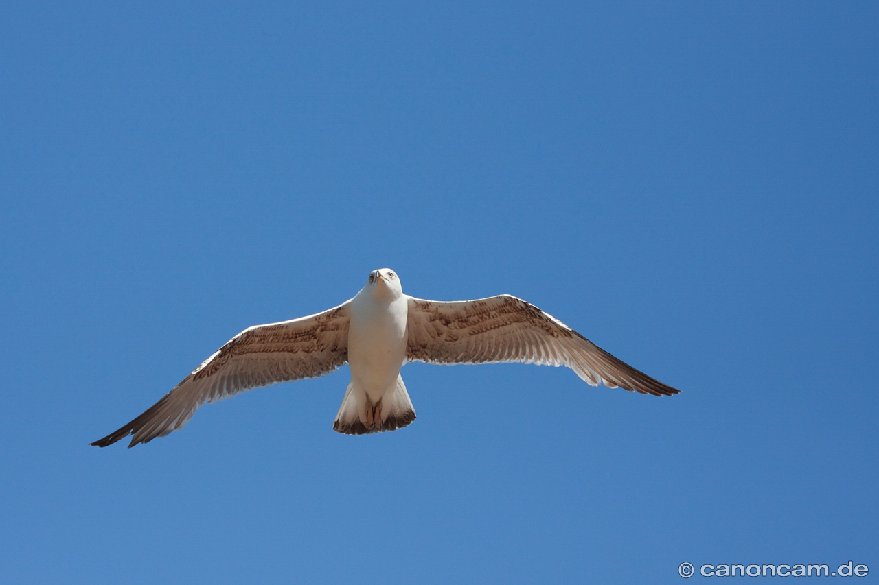 Mittelmeermwe im Flug