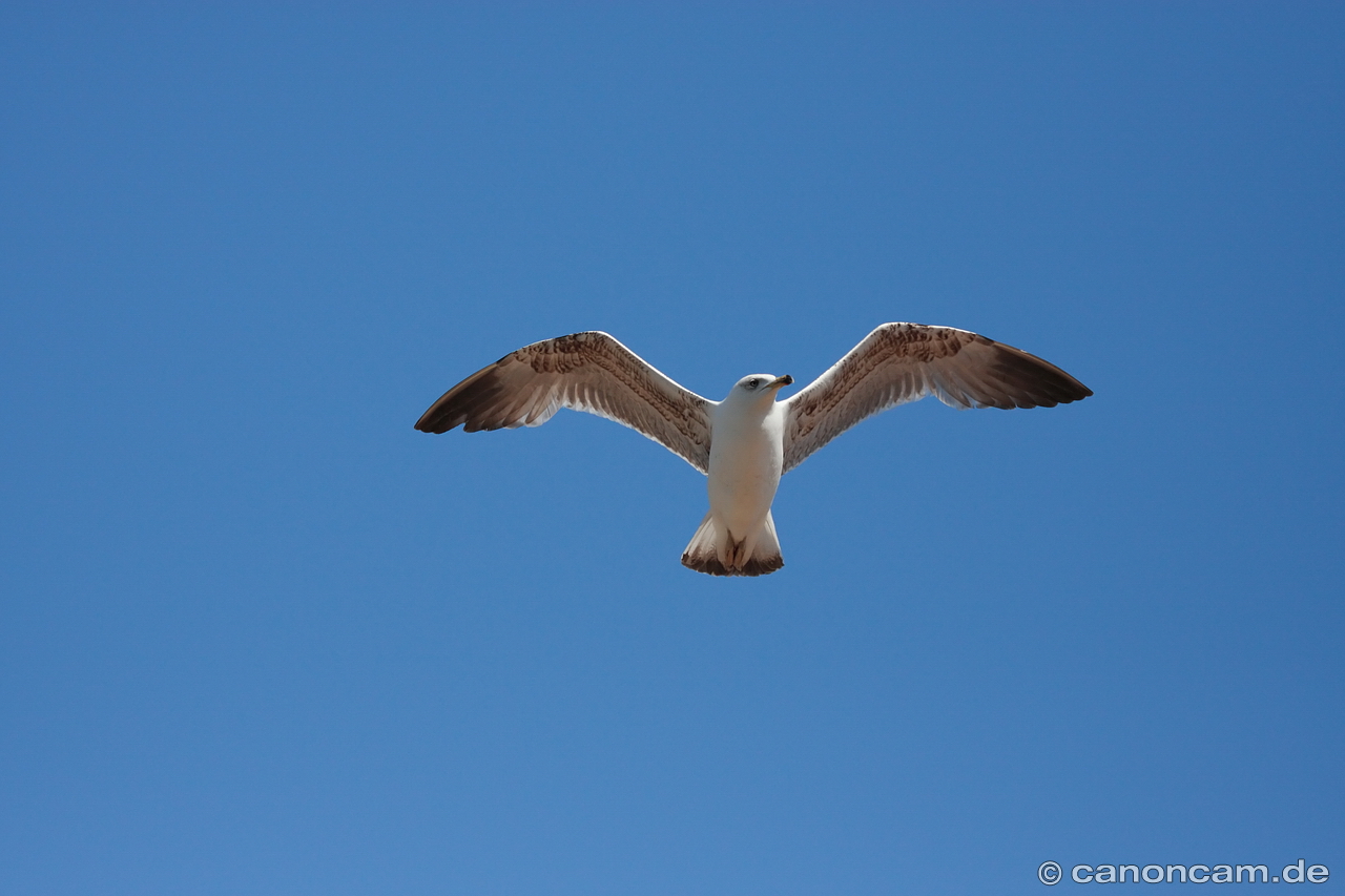 Mittelmeermwe im berflug