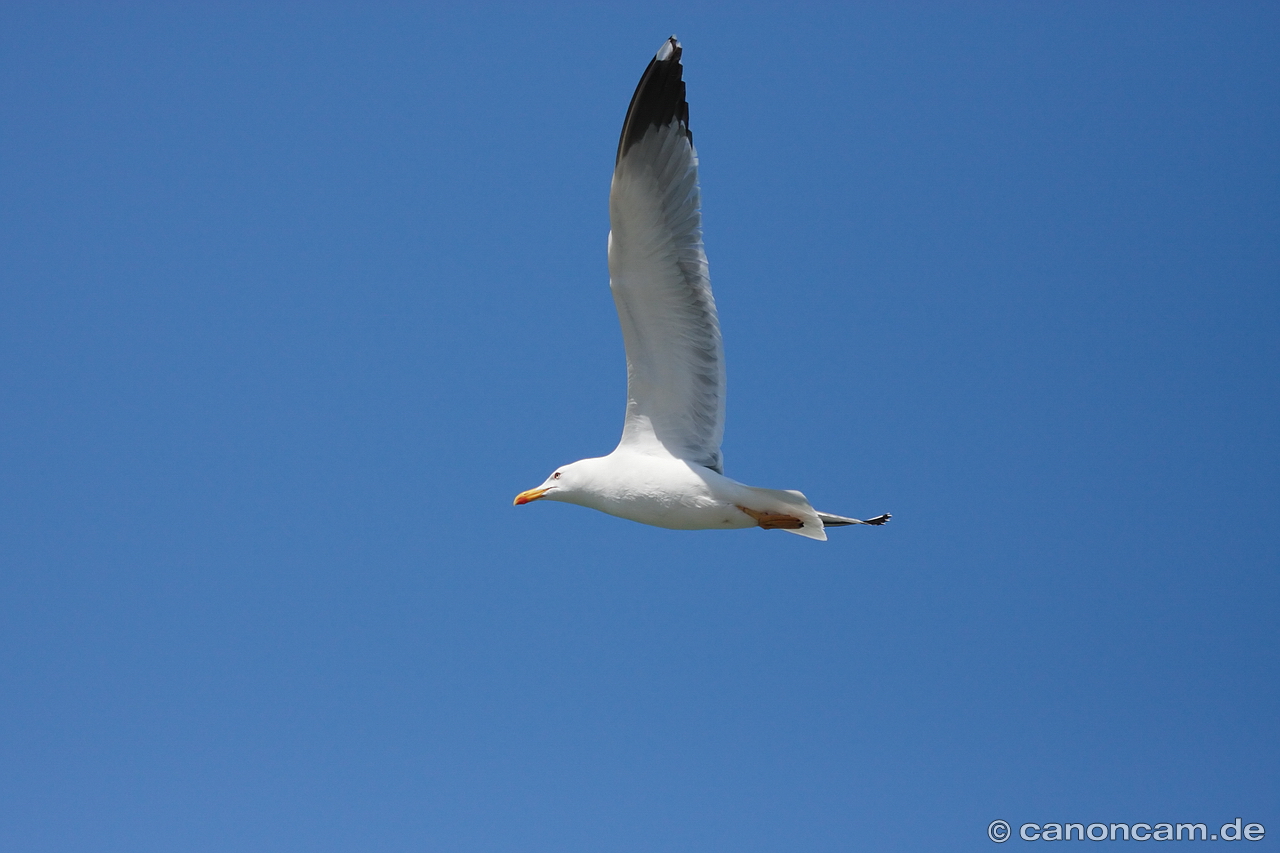 Silbermwe im Vorbeiflug