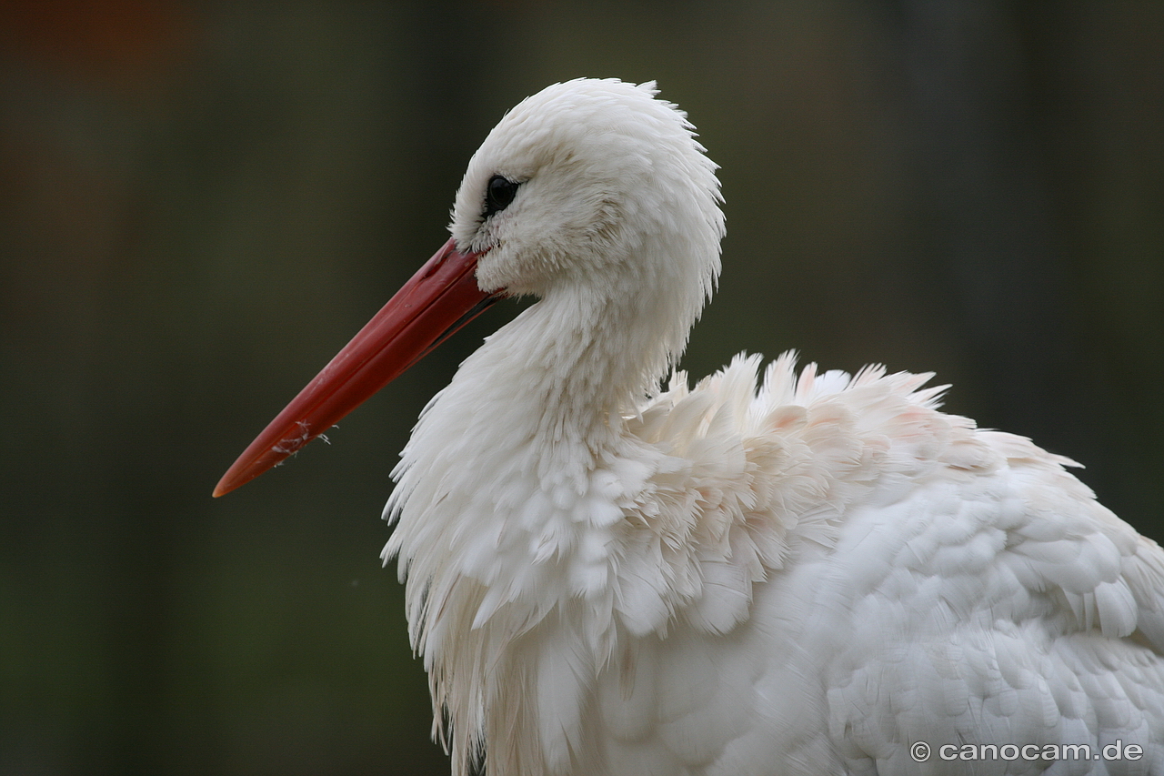 Storch