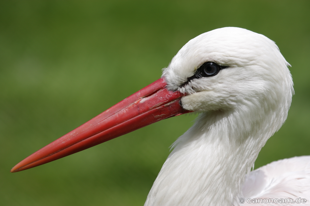 Storch