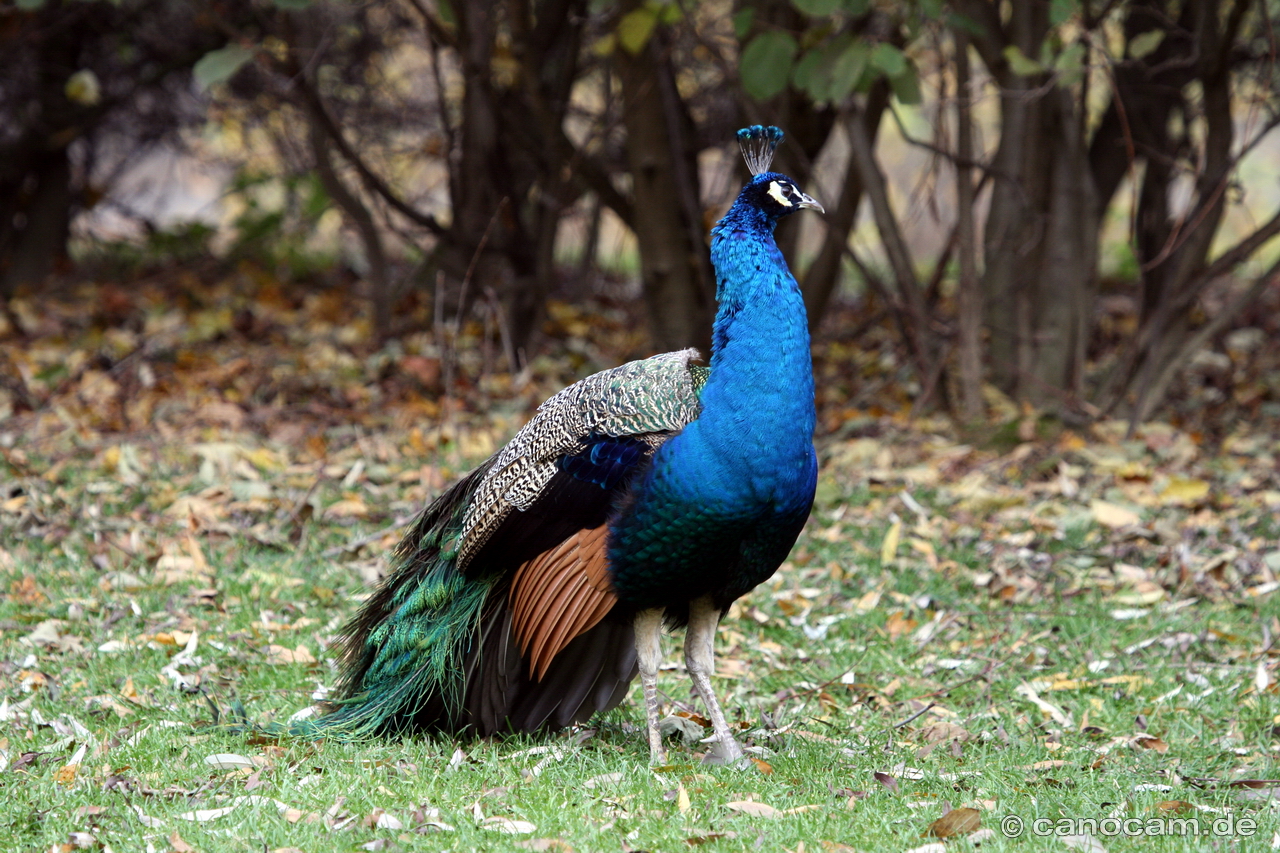 Pfau