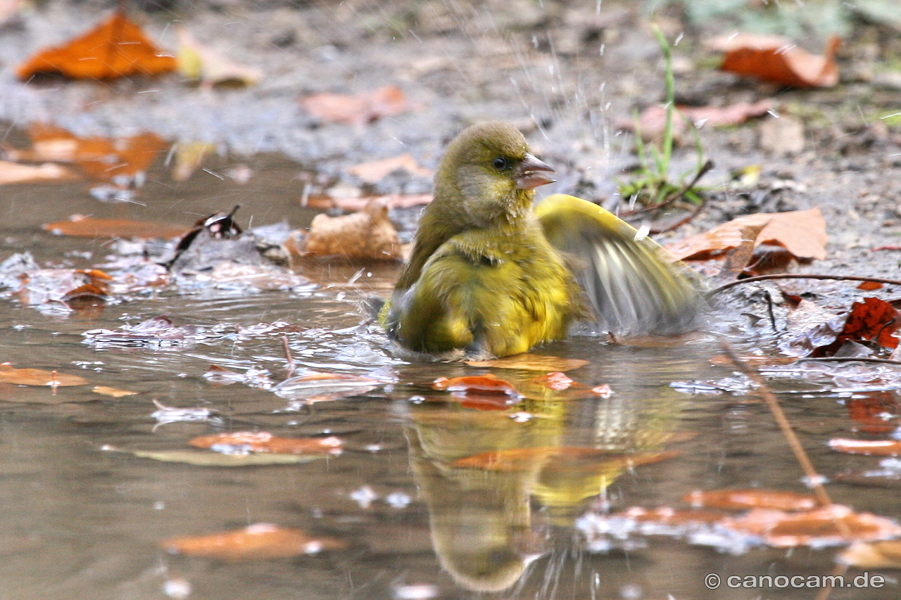 Grnfink beim Baden