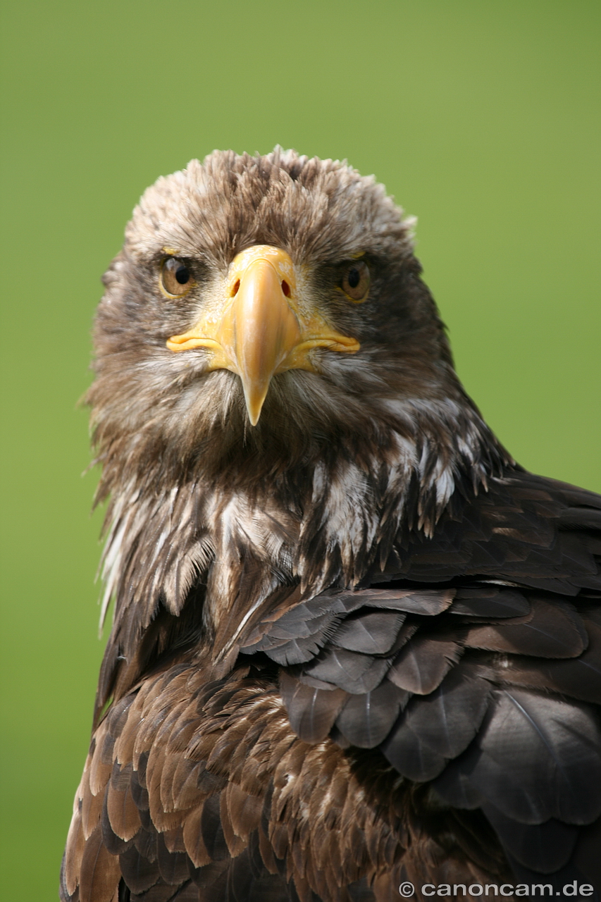 Seeadler