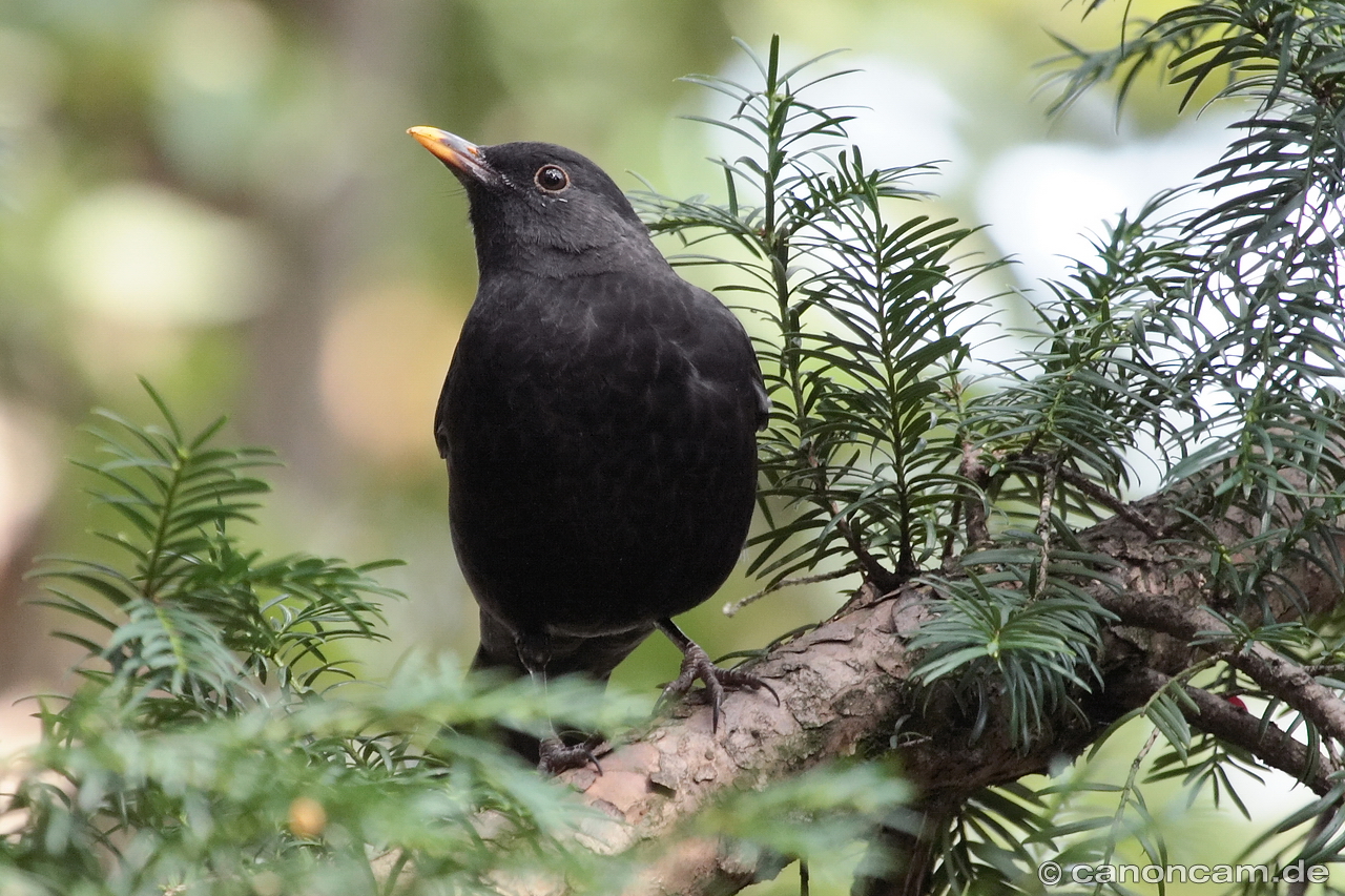 Amsel