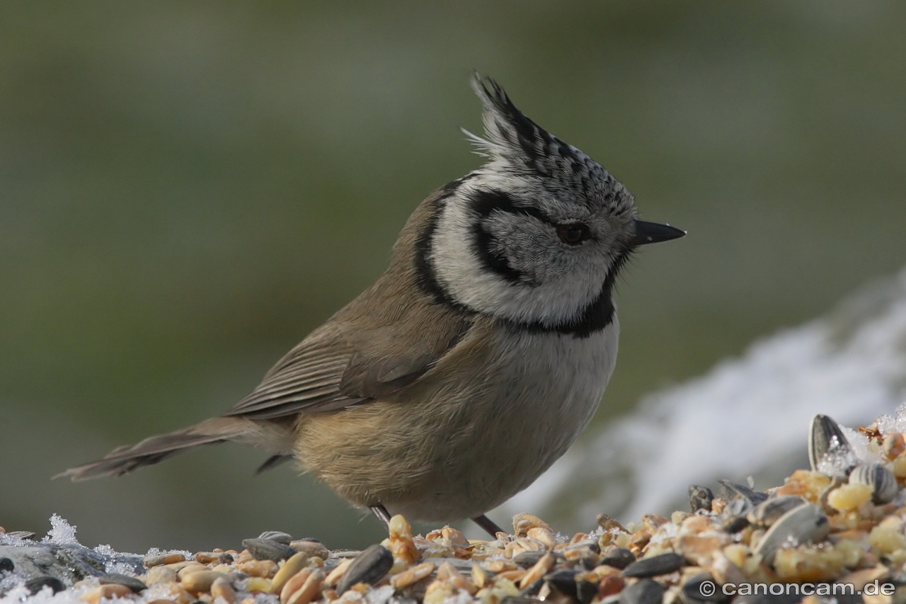 Haubenmeise im Winter