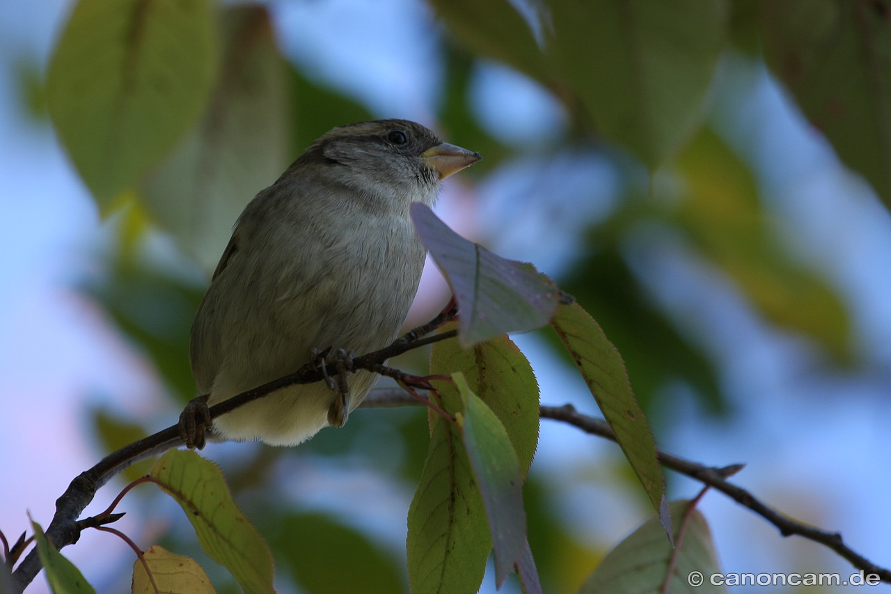 Spatz am Schliersee