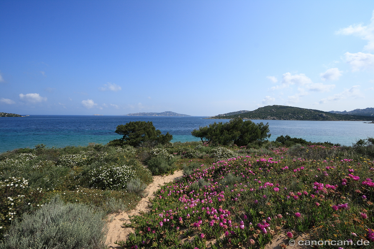 Blhende Gallura-Landschaft