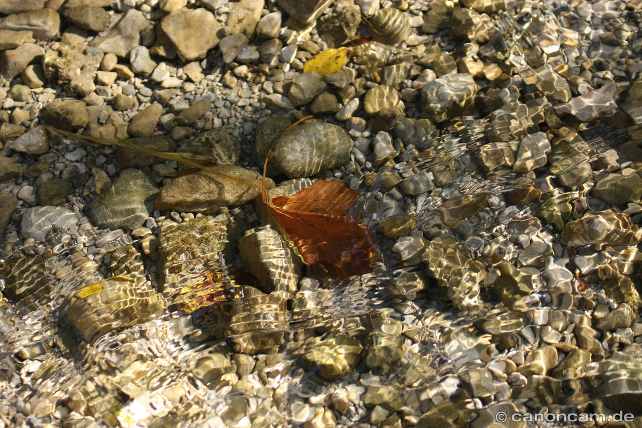 Laub im Flussbett