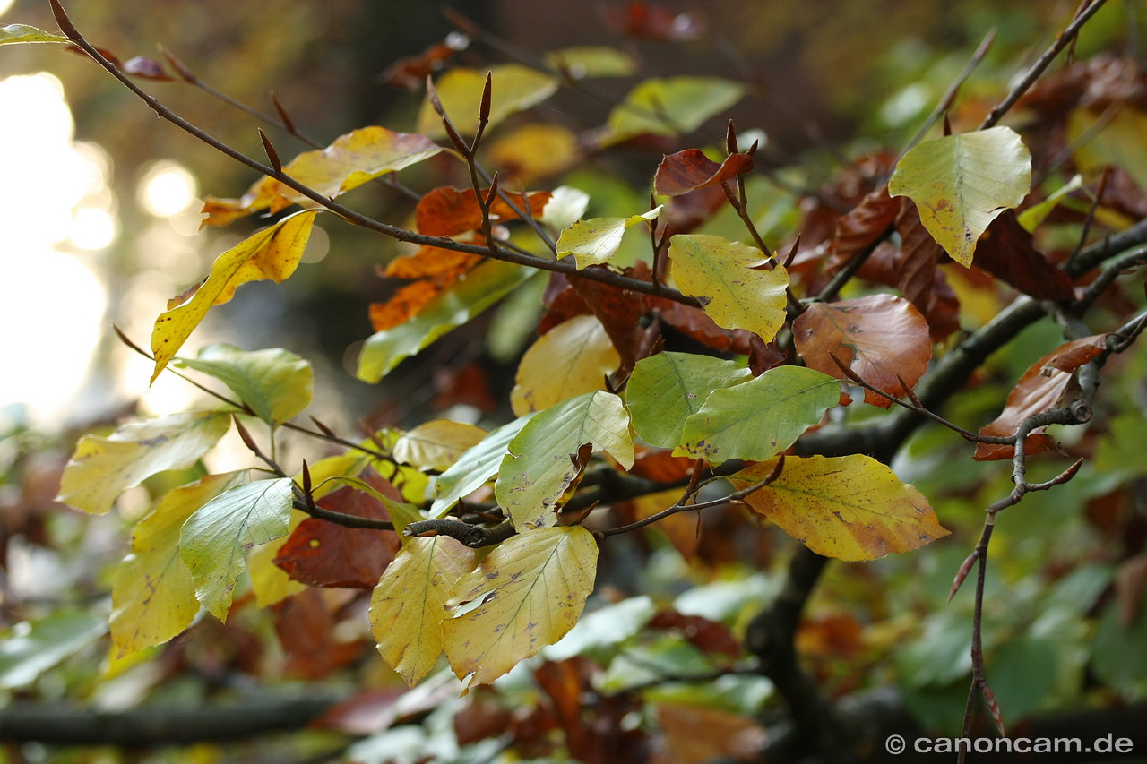 Herbstimpression aus dem Wrmtal