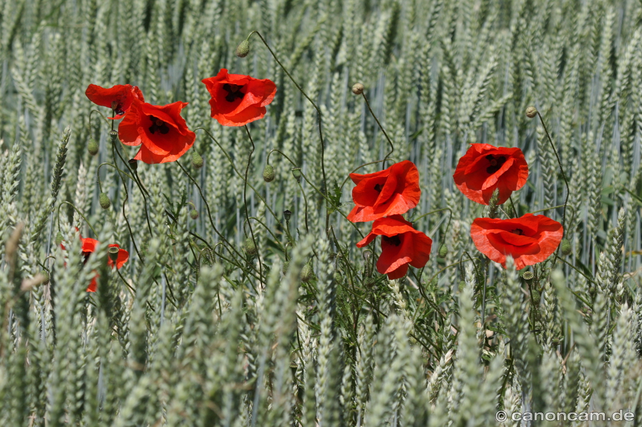 Mohn im Weizenfeld