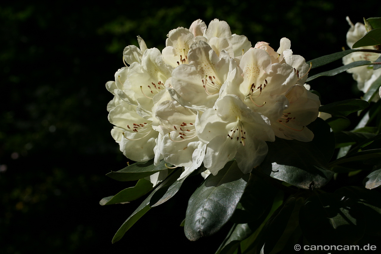 Rhododendron