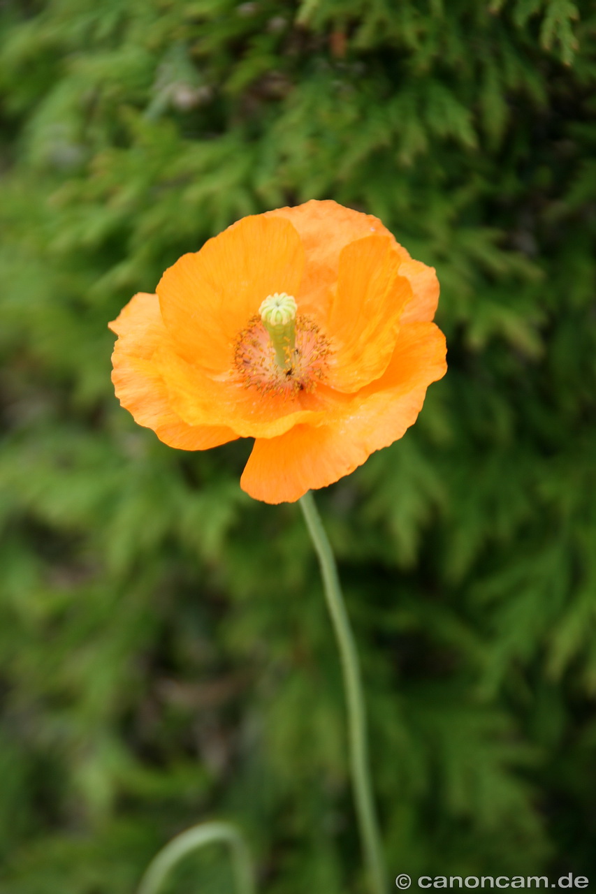 Oranger Mohn