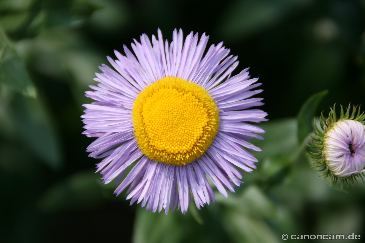 Aster