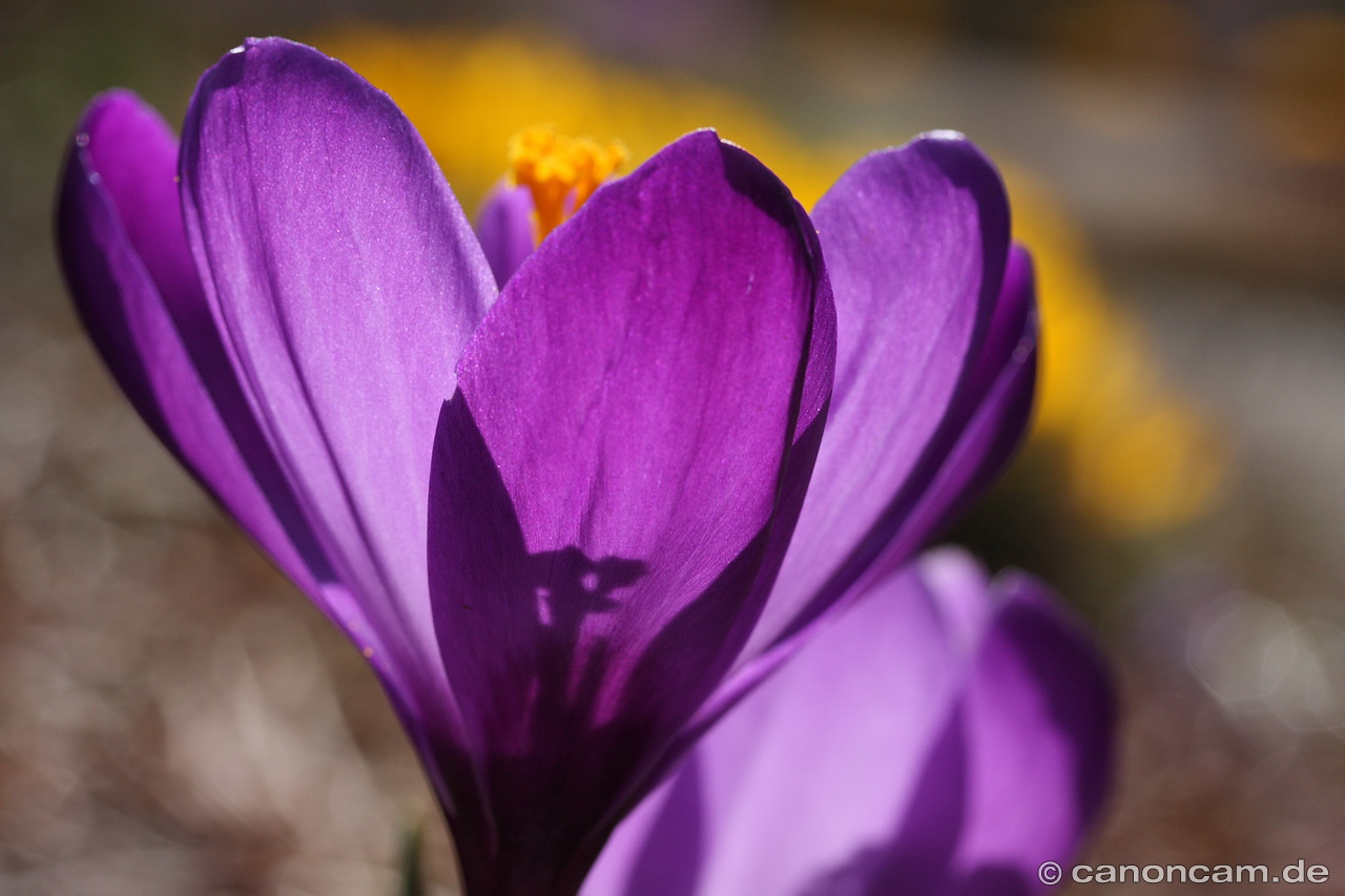 Lila Krokus im Gegenlicht