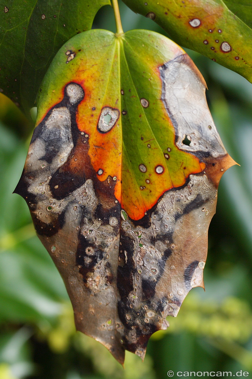 Buntes Blatt