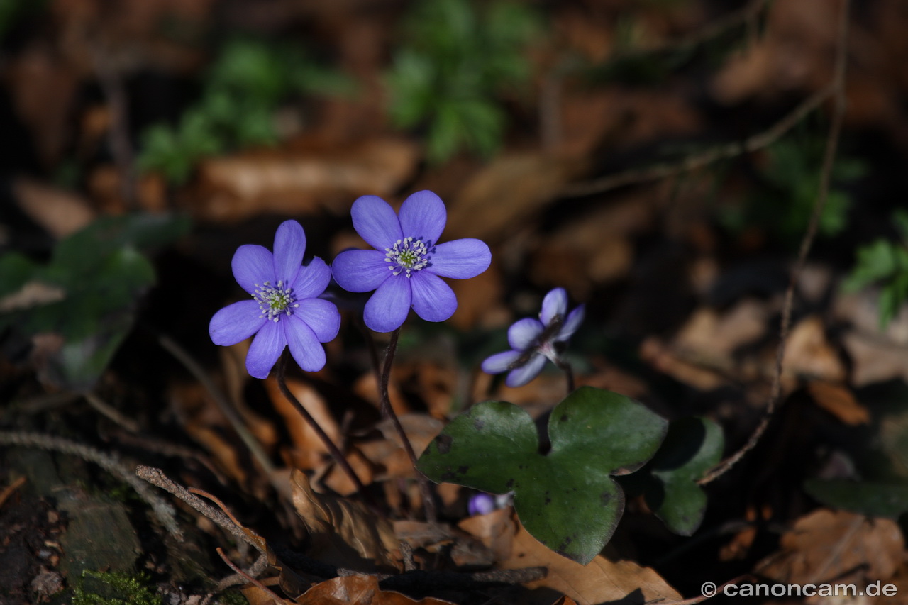 Leberblmchen im Wald