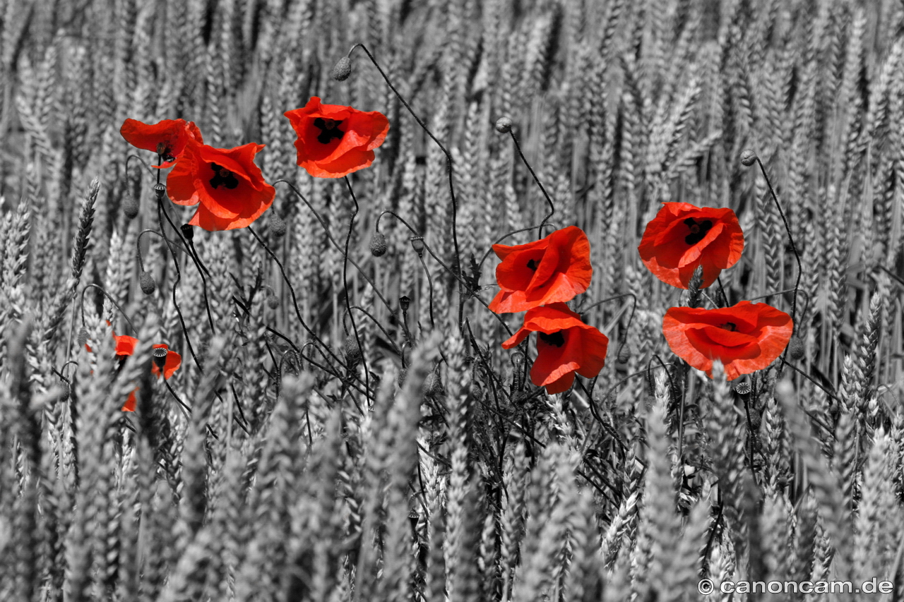 Mohn Colorkey