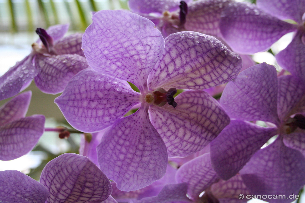 Orchidee